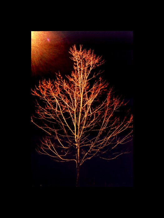 good night tree images